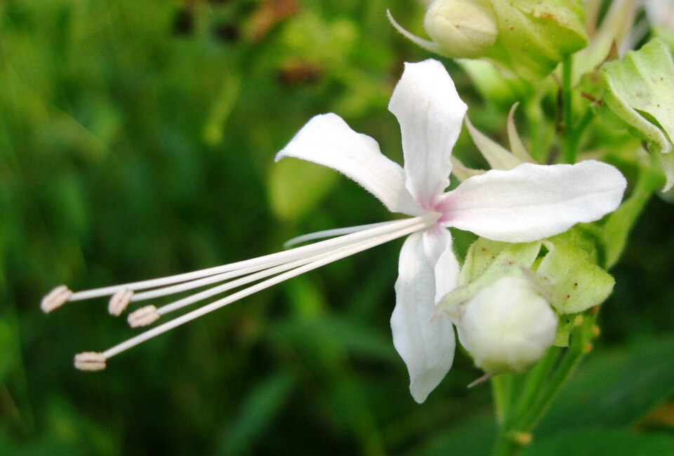 Clerodendrum (Glorybowers)
