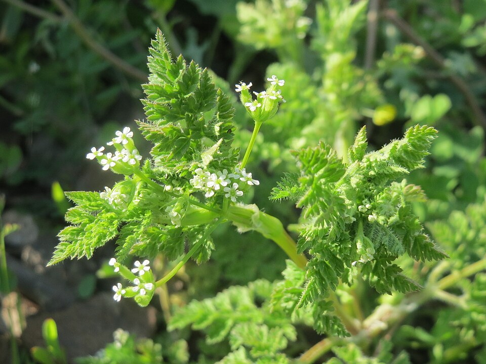 Anthriscus caucalis (Bur Parsley) (alternate view 10)
