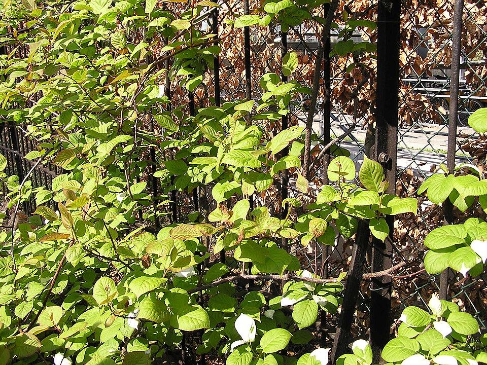 Actinidia kolomikta (same) (alternate view 3)