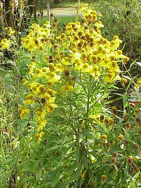 Helenium autumnale (Sneezeweed) (alternate view 3)