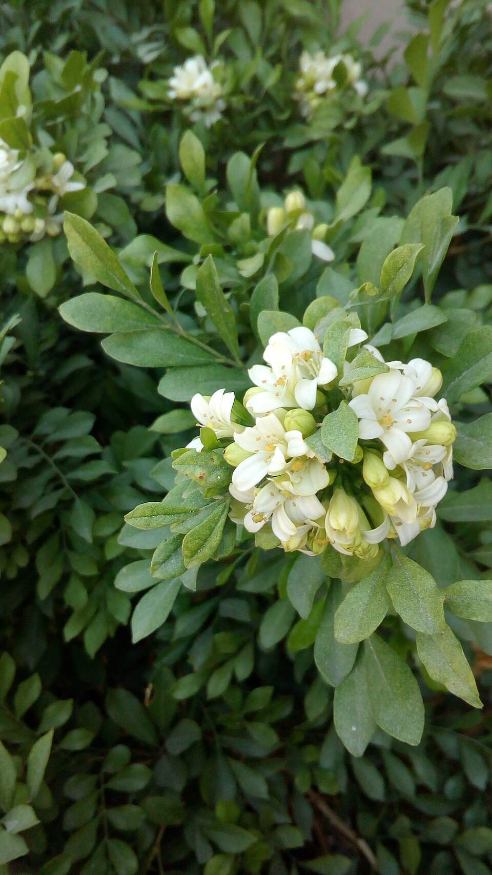 Murraya