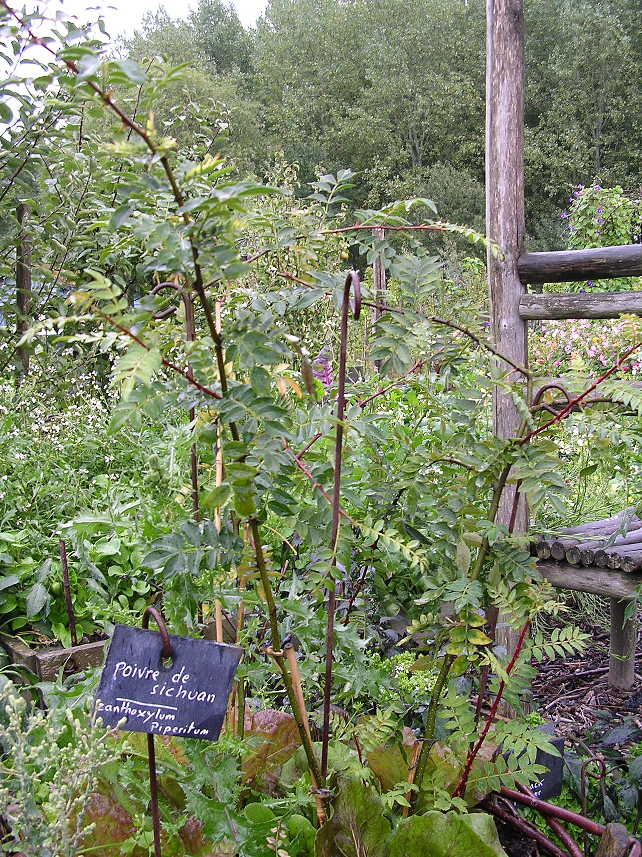 Zanthoxylum piperitum, Japanese pepper — upright deciduous (Rutaceae) (image 2 of 10)
