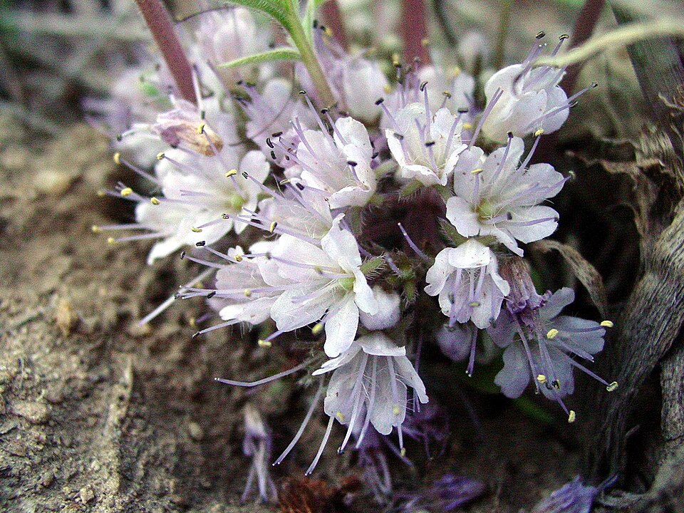 Hydrophyllum capitatum (ballhead waterleaf)