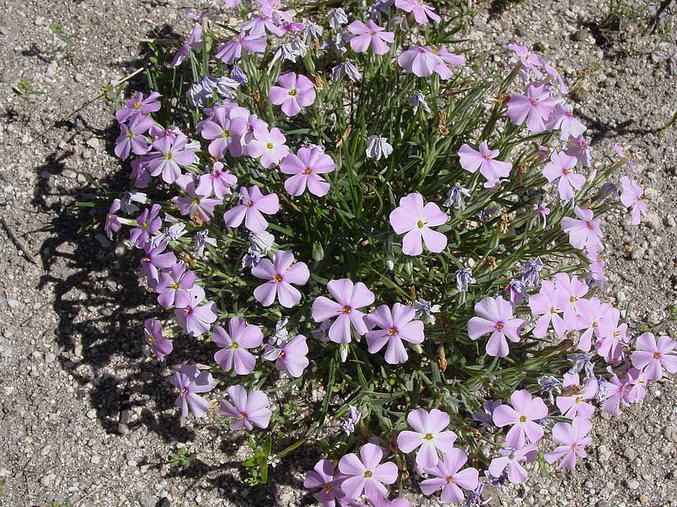 Phlox longifolia (Longleaf Phlox) (alternate view 6)
