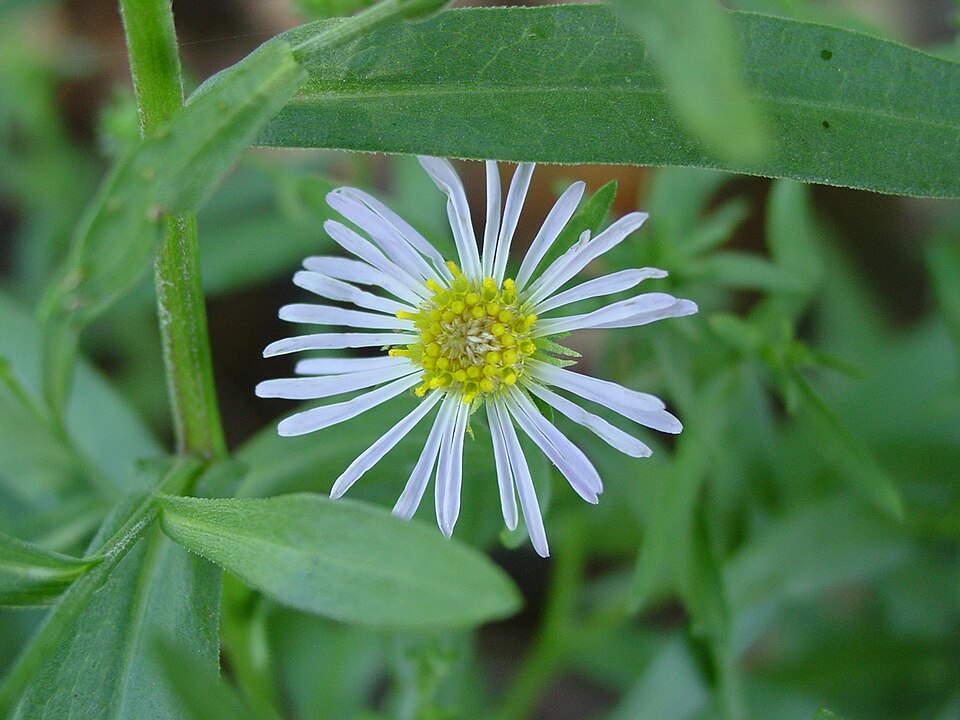 Erigeron divergens (spreading fleabane)