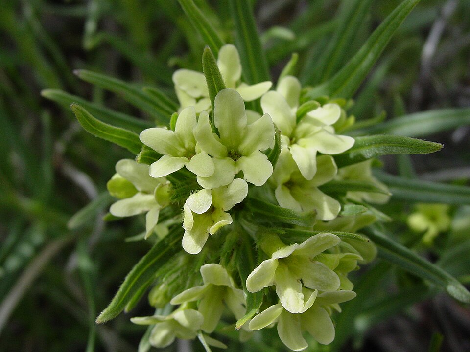 Lithospermum ruderale (western stoneseed) (alternate view 7)
