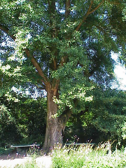 Ginkgo biloba (ginkgo, maidenhair tree)