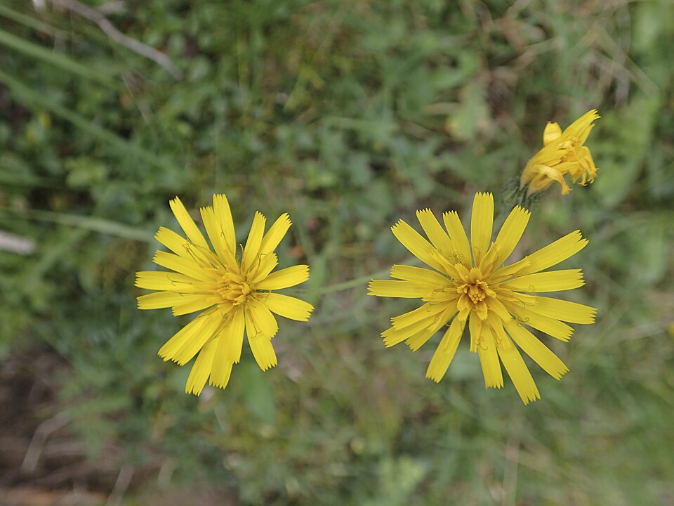 Hieracium (hawkweeds) (alternate view 6)