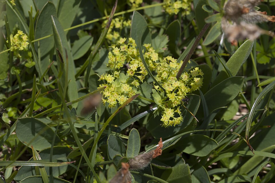 Alchemilla (Lady's-mantles) (alternate view 8)