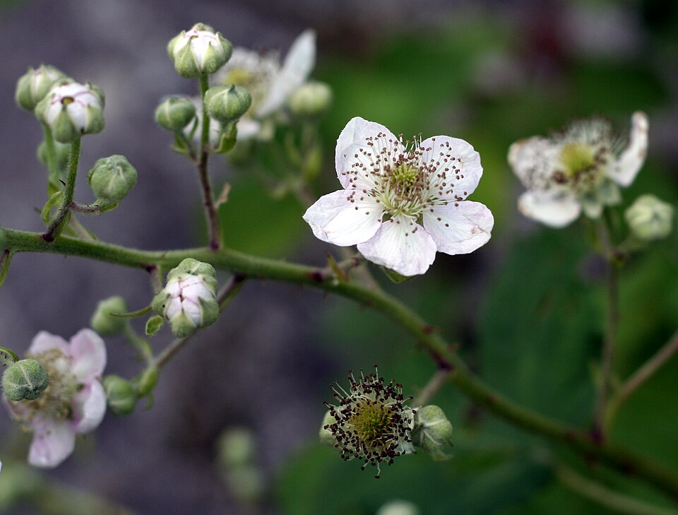 Rubus (brambles) (alternate view 4)