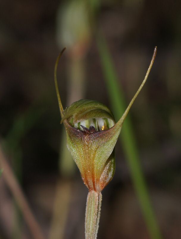 Pterostylis concinna (Trim Greenhood) (alternate view 6)