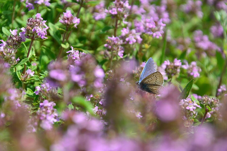 Origanum (Marjorams) (alternate view 2)