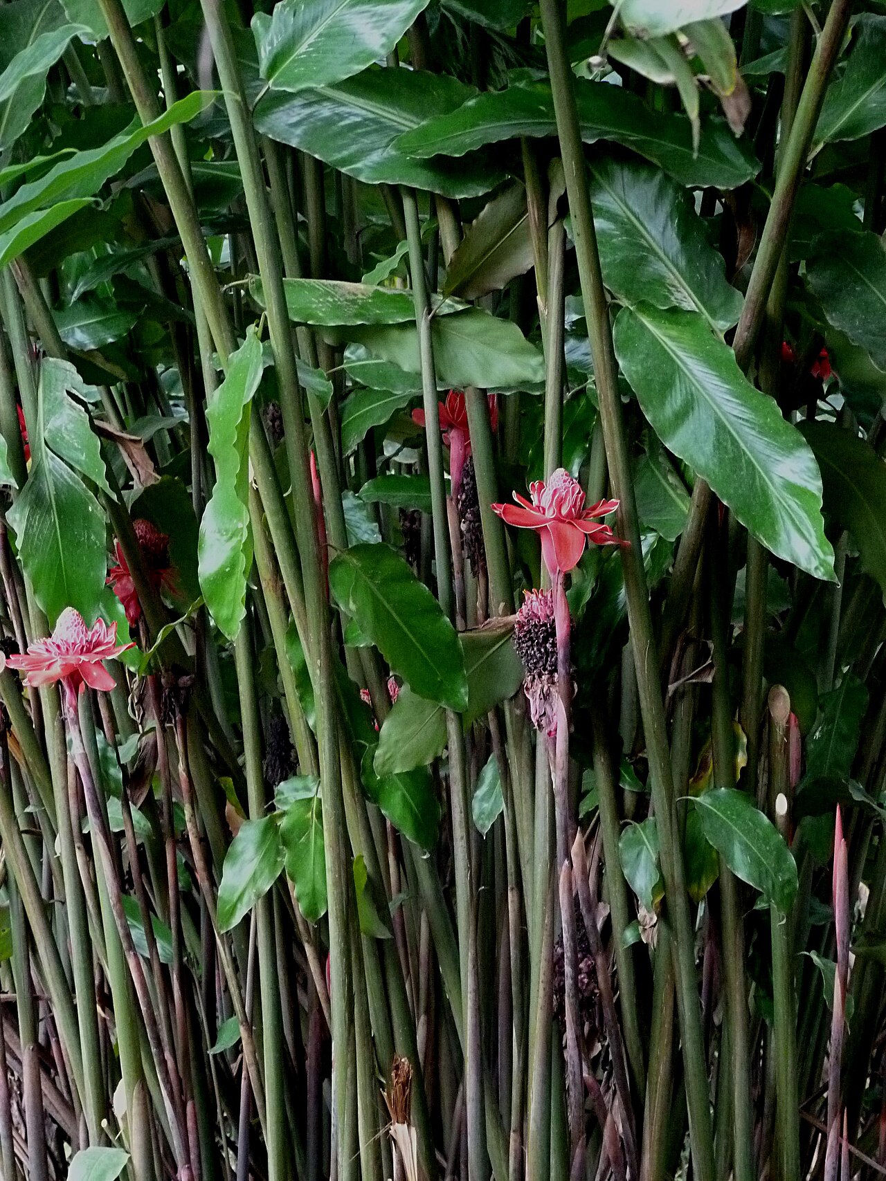 Etlingera elatior, Torch ginger — clumping evergreen (Zingiberaceae) (image 7 of 10)