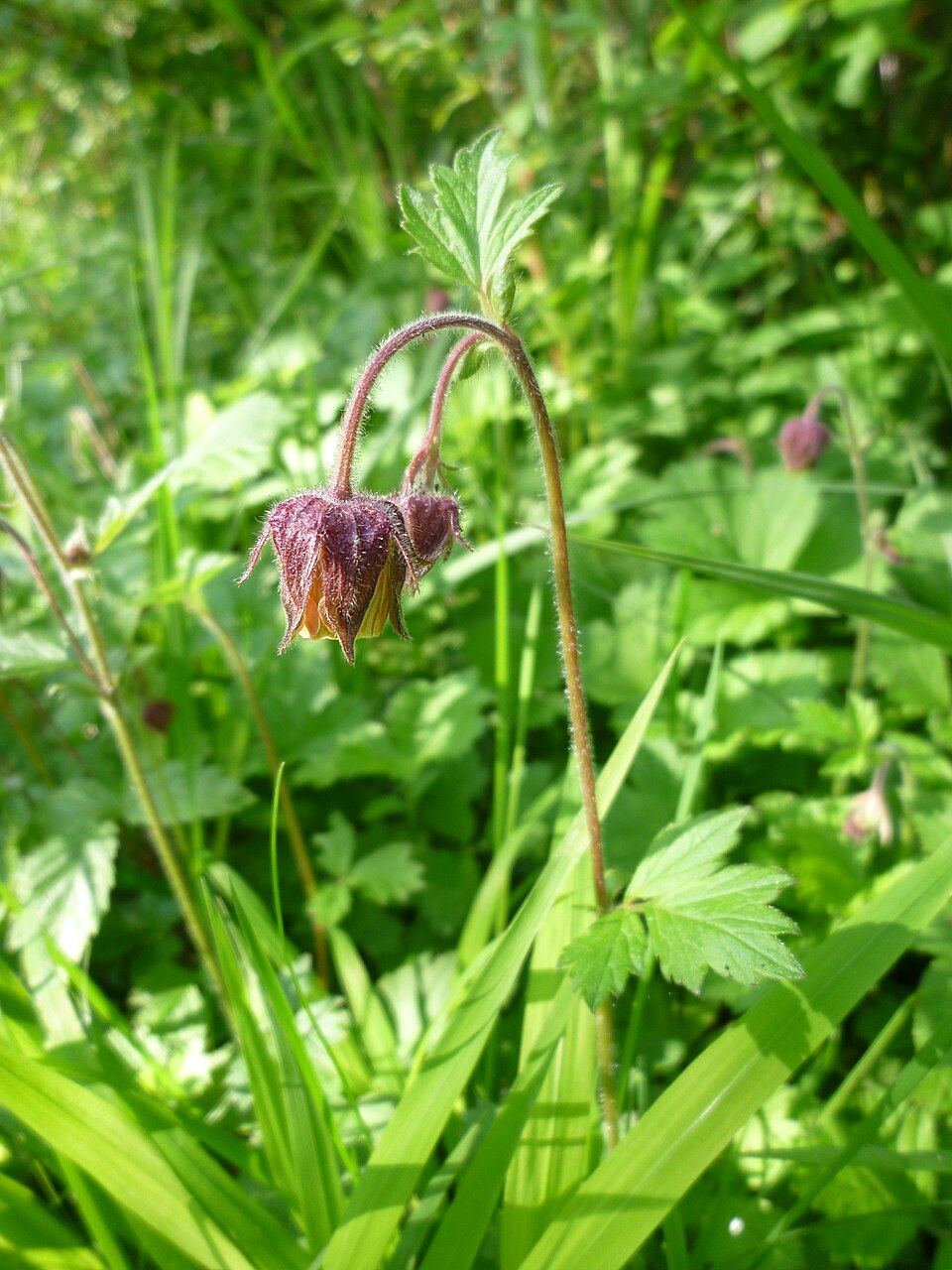 Geum rivale (Water Avens)