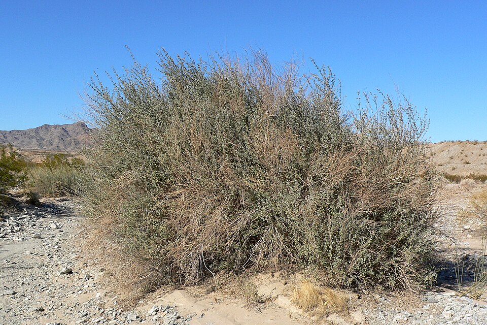 Condea emoryi (desert lavender) (alternate view 2)