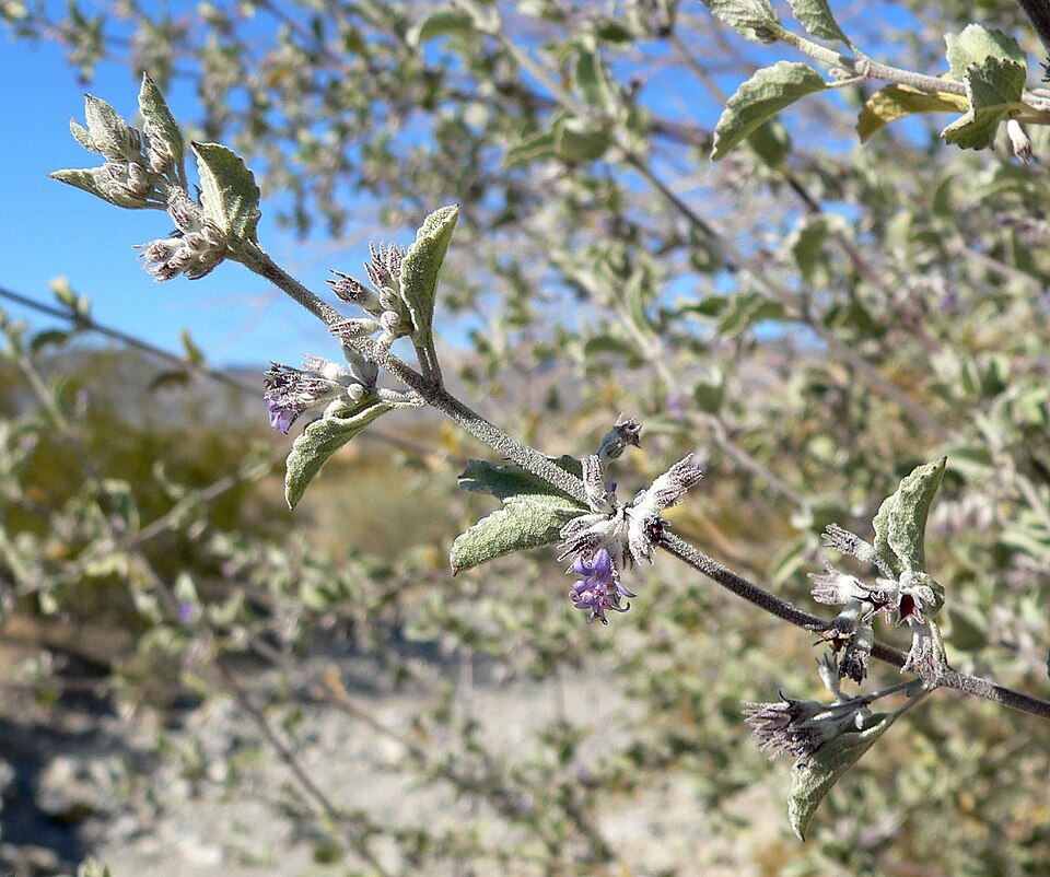 Condea emoryi (desert lavender) (alternate view 3)