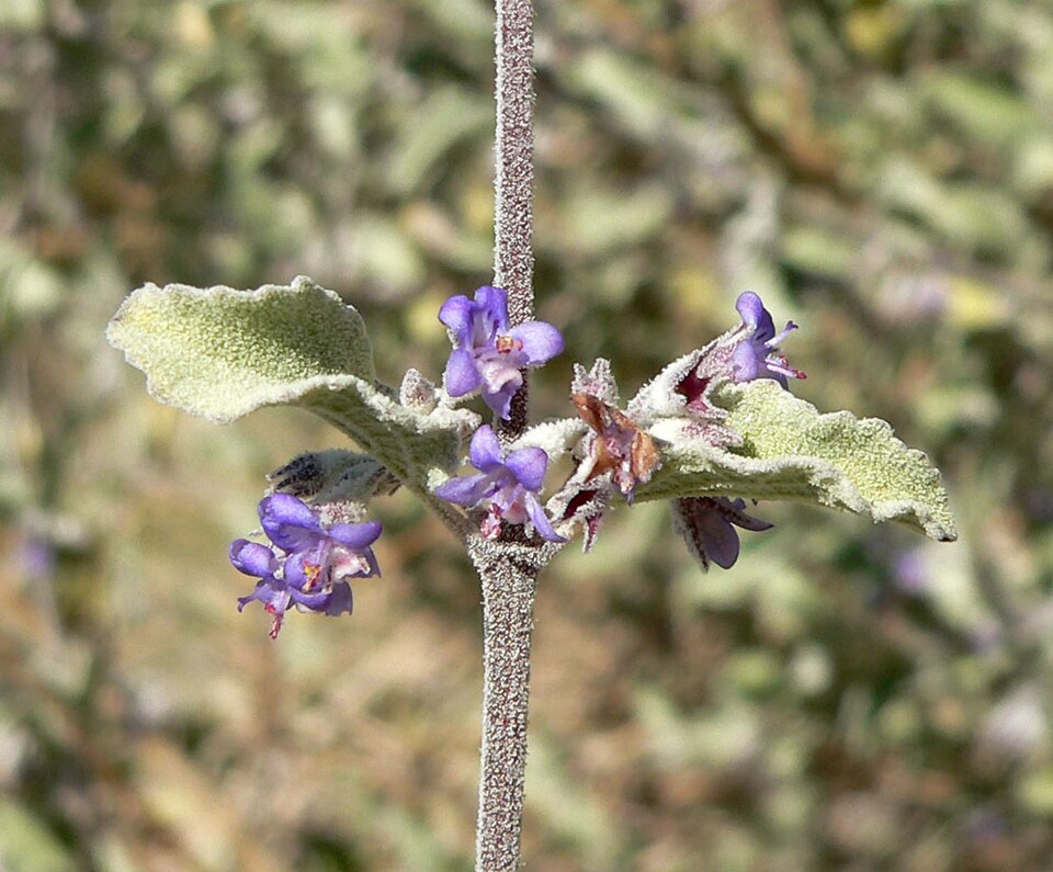 Condea emoryi (desert lavender) (alternate view 4)