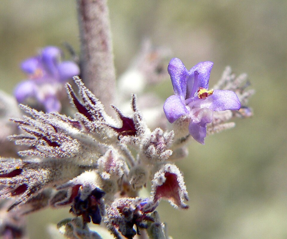 Condea emoryi (desert lavender) (alternate view 5)