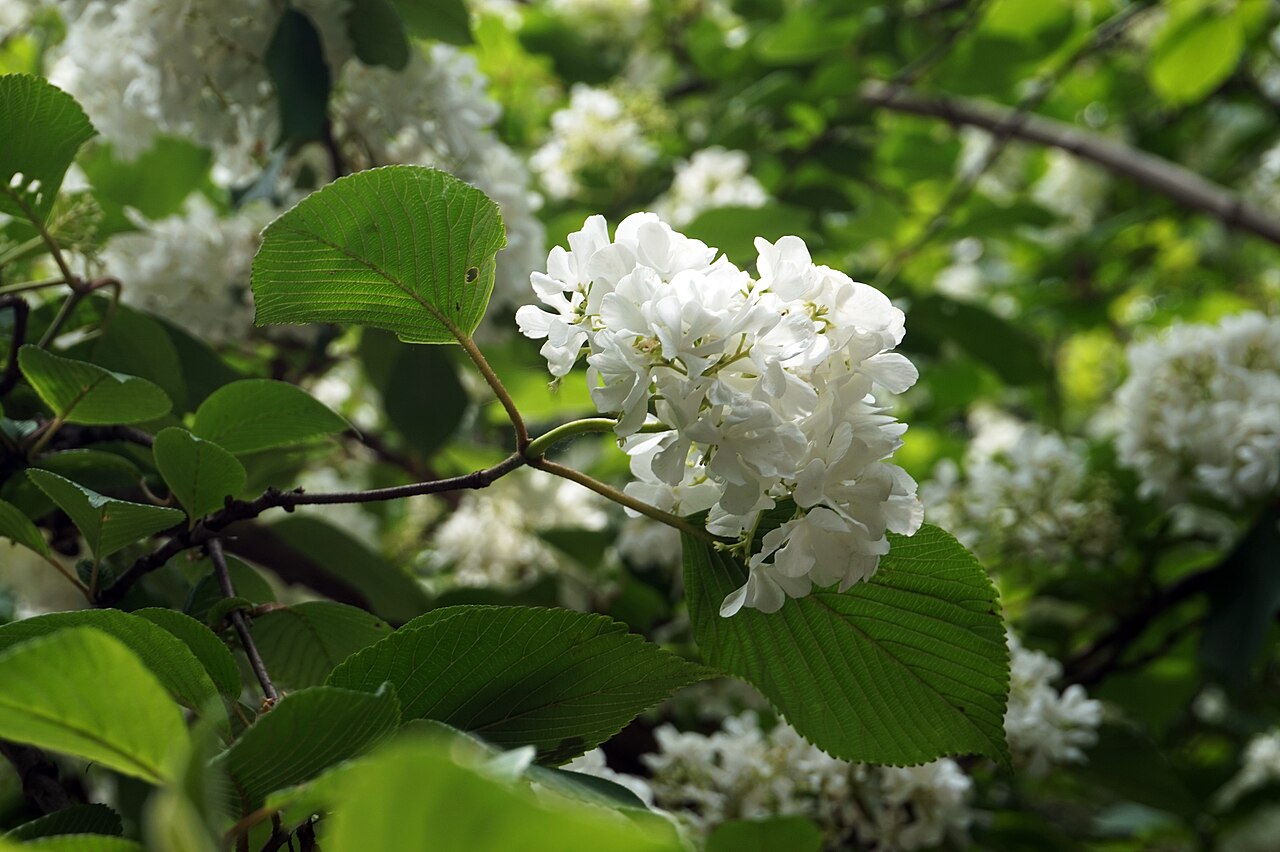 Viburnum macrocephalum, Chinese snowball viburnum — mounding semi-evergreen (Adoxaceae) (image 5 of 9)