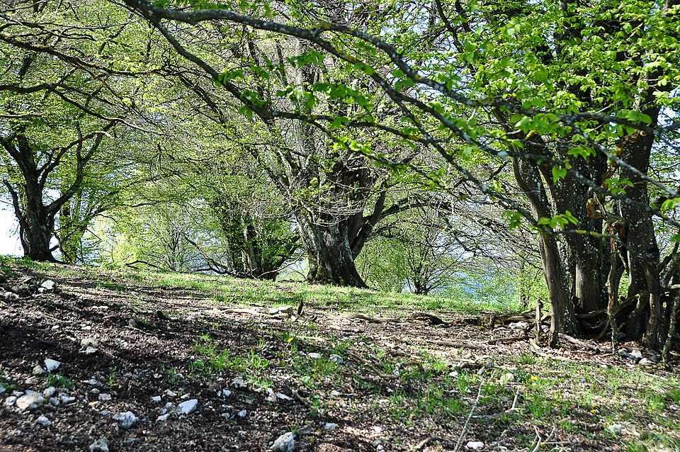Carpinus (hornbeams) (alternate view 2)