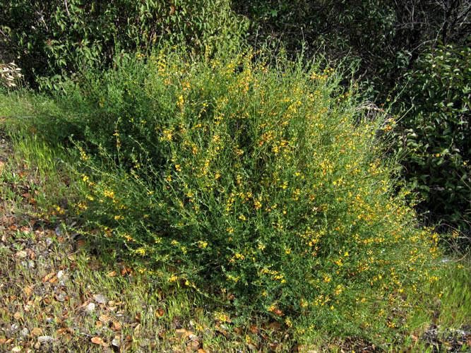 Acmispon glaber (deerweed)