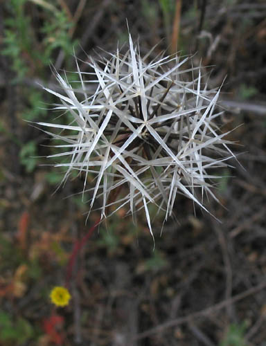 Uropappus lindleyi (silverpuffs) (alternate view 6)