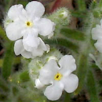 Cryptantha intermedia (Clearwater cryptantha) (alternate view 5)