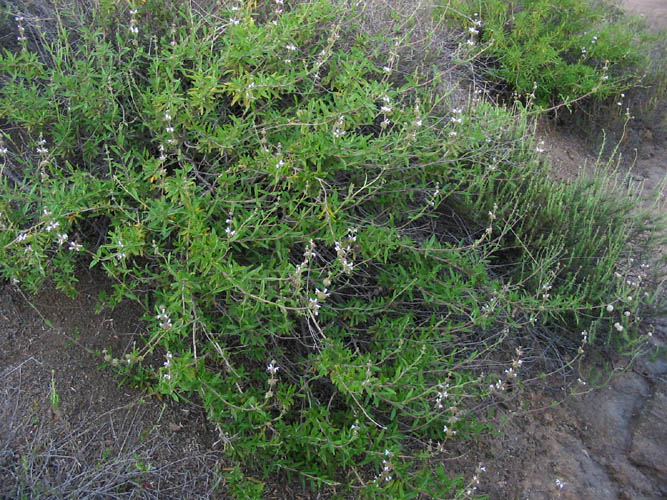 Salvia mellifera (black sage)
