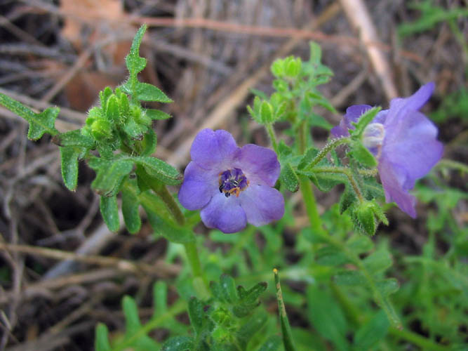 Pholistoma auritum (Fiesta Flower) (alternate view 6)