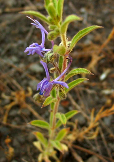 Trichostema lanceolatum (Vinegar Weed) (alternate view 6)