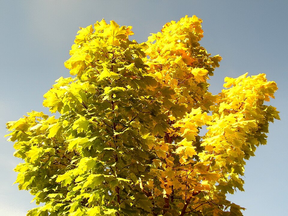 Platanus (planes)