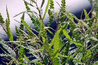 Comptonia peregrina (Sweet Fern) (alternate view 7)