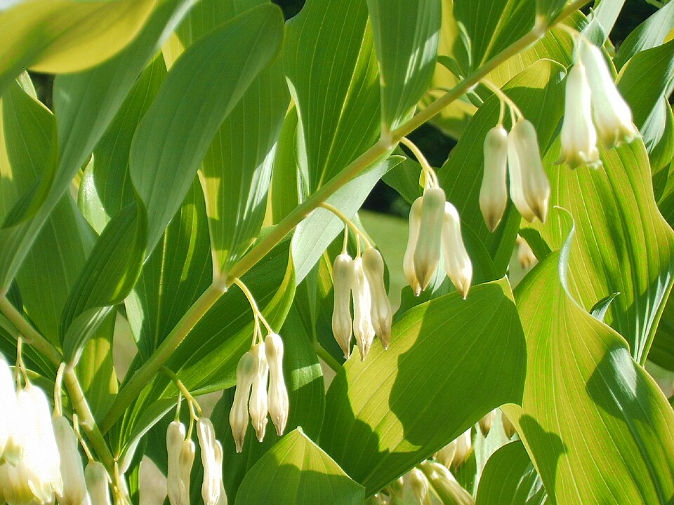 Polygonatum x hybridum (alternate view 7)