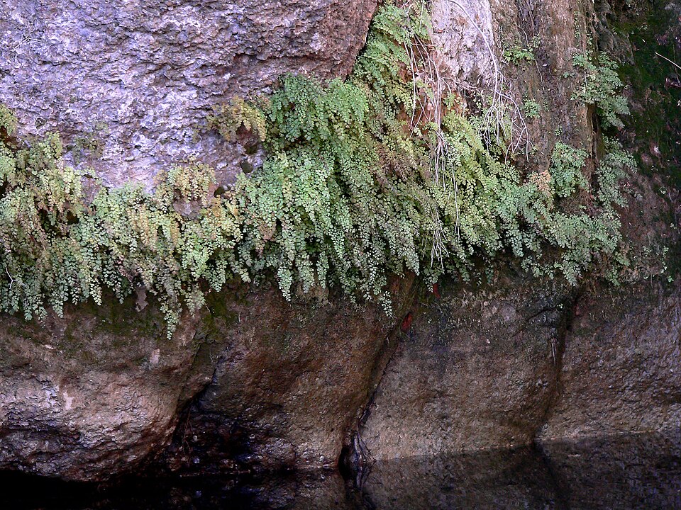 Adiantum capillus-veneris (black maidenhair fern)