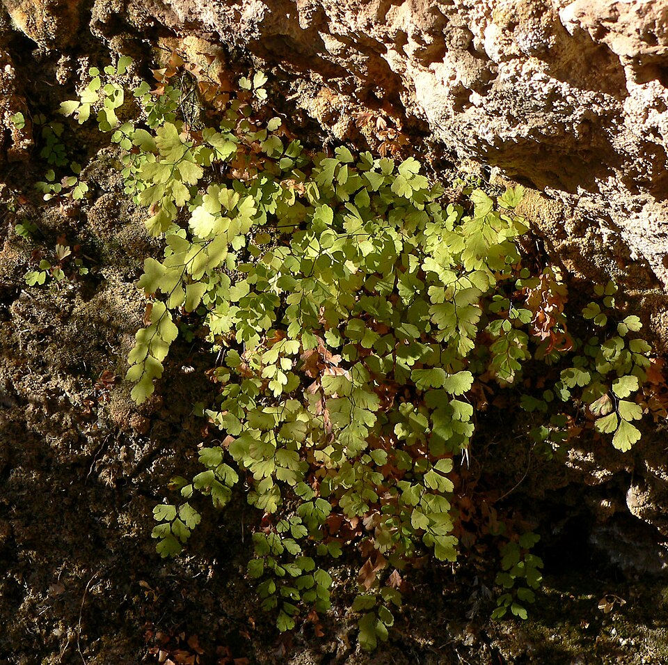 Adiantum capillus-veneris (black maidenhair fern)