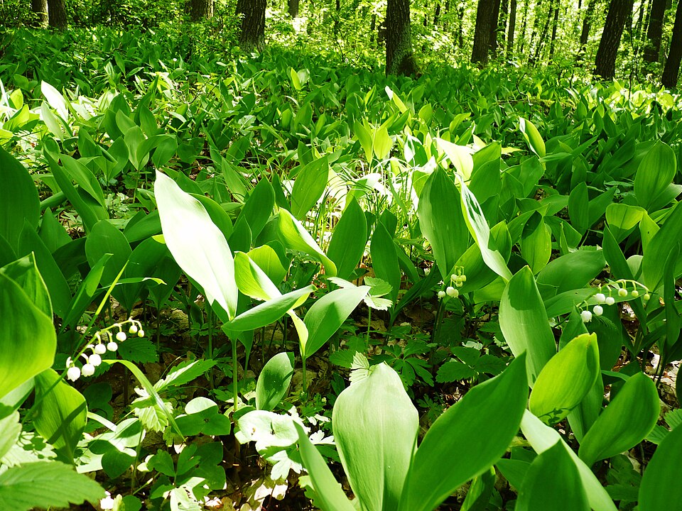 Convallaria majalis (lily of the valley) (alternate view 9)