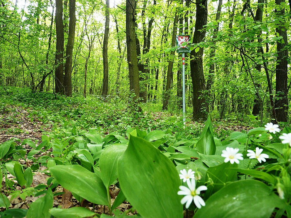 Convallaria majalis (lily of the valley) (alternate view 10)