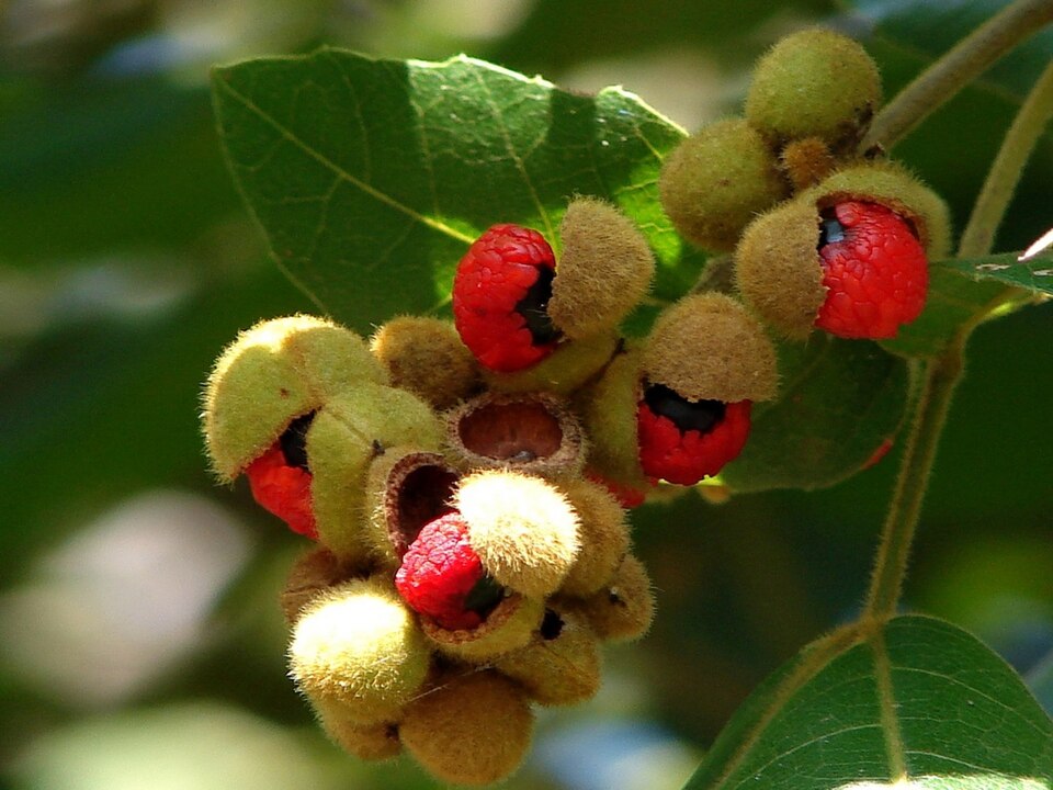 Alectryon tomentosus (Hairy Alectryon) (alternate view 3)