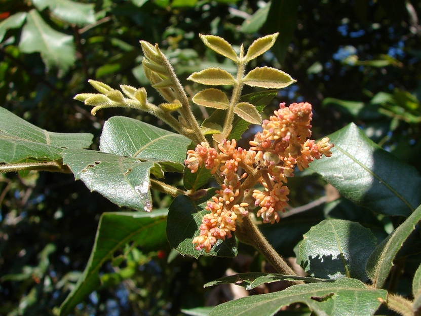 Alectryon tomentosus (Hairy Alectryon) (alternate view 4)