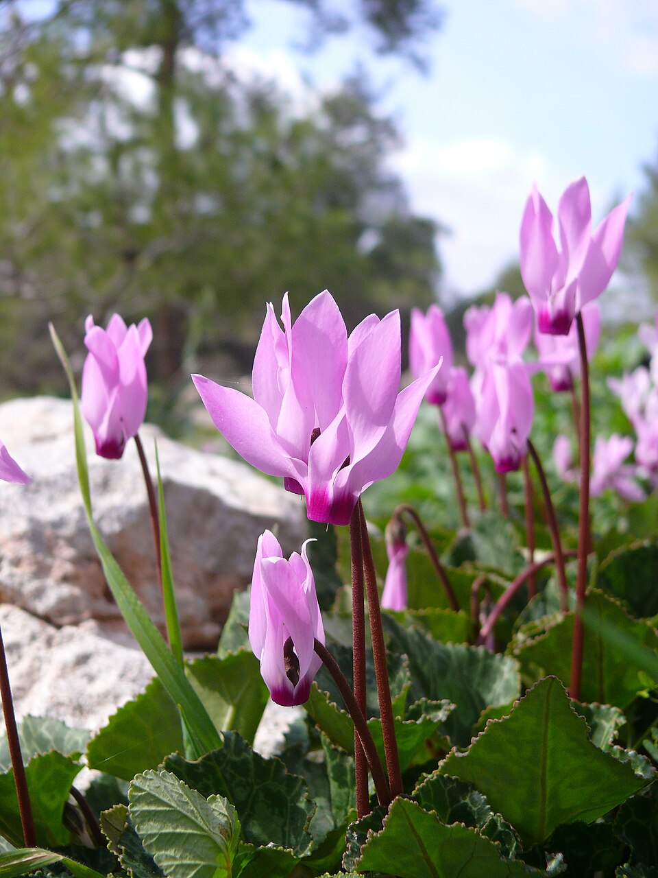Cyclamen persicum (Florist's Cyclamen) (alternate view 7)