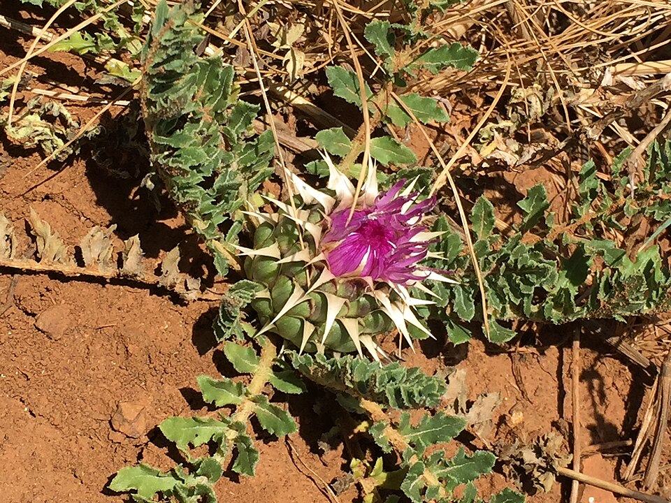 Serratula
