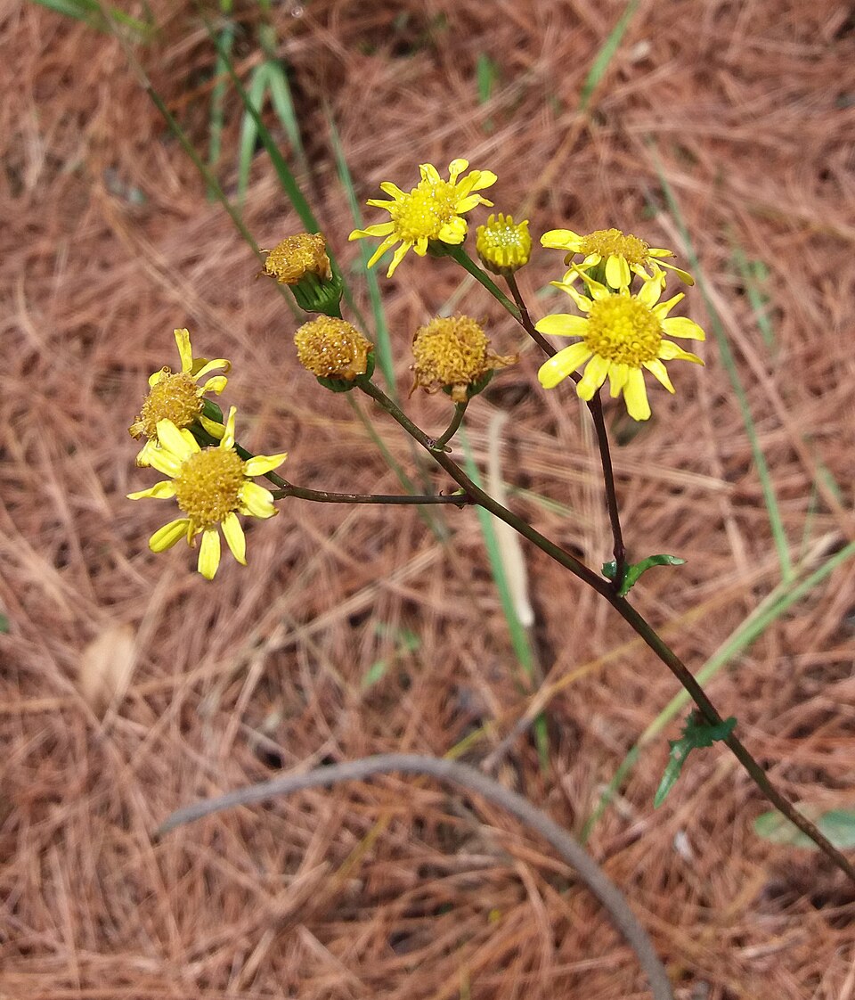 Jacobaea aquatica (Marsh Ragwort)