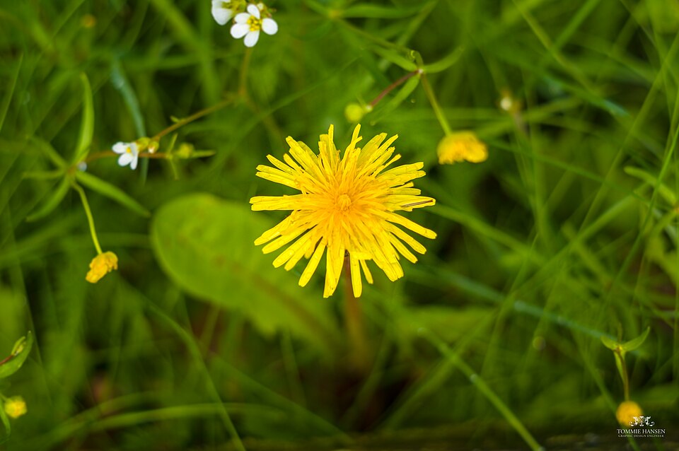 Taraxacum (dandelions) (alternate view 5)
