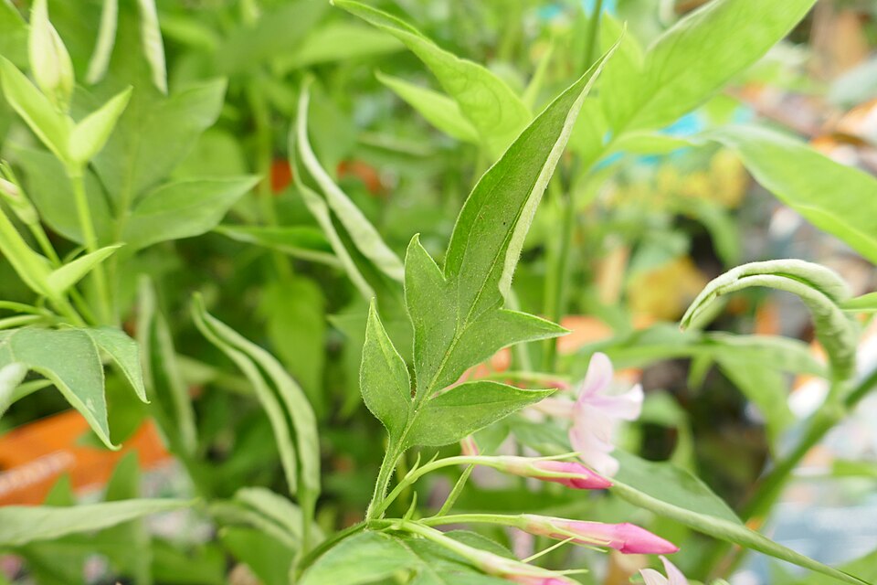 Jasminum stephanense (Pink Jasmine) (alternate view 6)