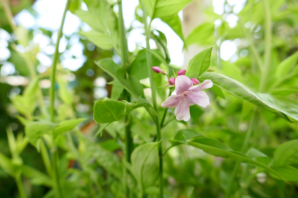 Jasminum stephanense (Pink Jasmine) (alternate view 7)