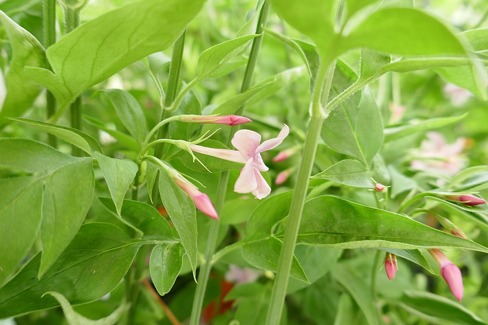 Jasminum stephanense (Pink Jasmine) (alternate view 8)