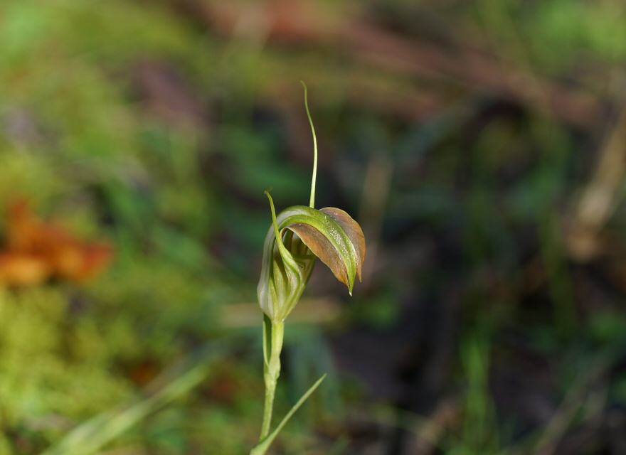Pterostylis grandiflora (cobra greenhood) (alternate view 6)