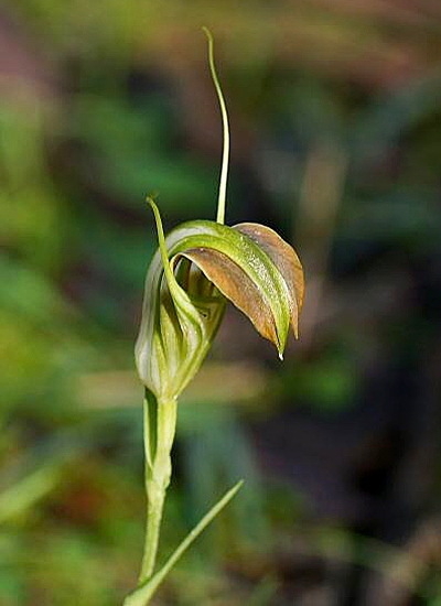 Pterostylis grandiflora (cobra greenhood) (alternate view 7)