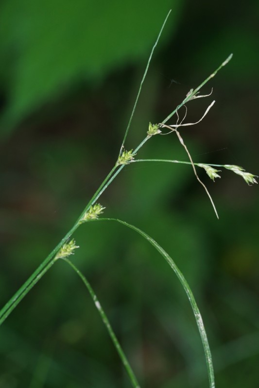 Carex remota (Remote Sedge)