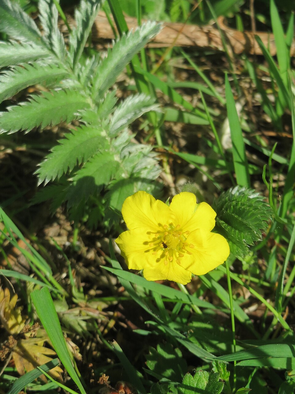 Potentilla anserina (Pacific Silverweed) (alternate view 9)
